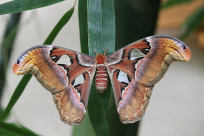 Atlasseidenspinner