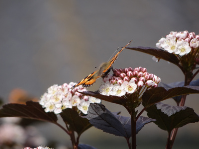 Schmetterling bereit zum Abflug