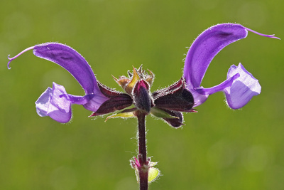 Wiesensalbei Wiesensalbei