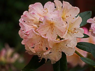 rhododendron 3