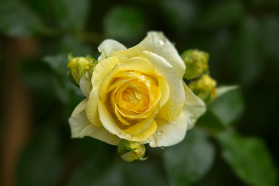 Gelbe Rose im Regen (1)