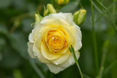 Gelbe Rose im Regen (2)