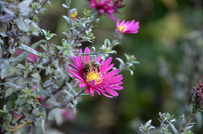 Biene auf eine Blume