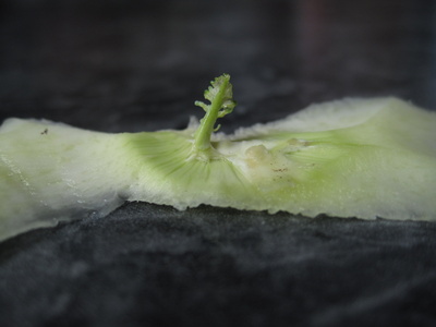 4 mm winzig klein: zarter Blattsproß von Kohlrabischale