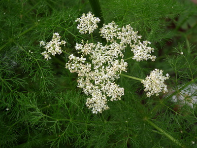 Bärwurz mit weißer Blüte