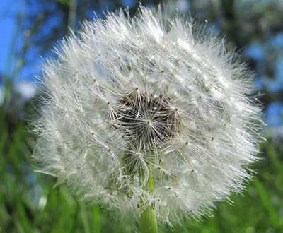 Pusteblume ganz groß