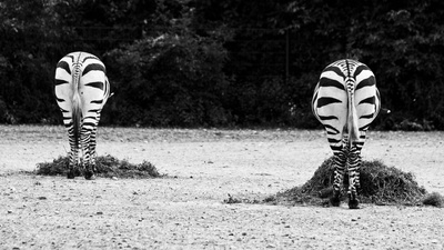 Zebra