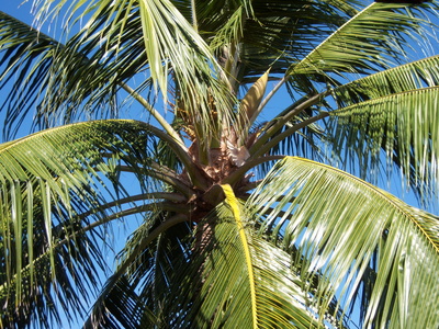 Kokospalme mit blauem Himmel