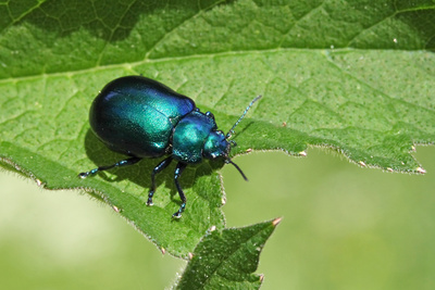 ein blauschillernder Blattkäfer ein blauschillernder Blattkäfer