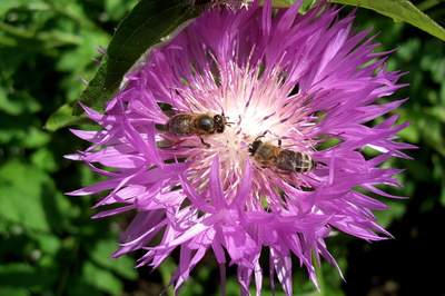 Emsige Bienen