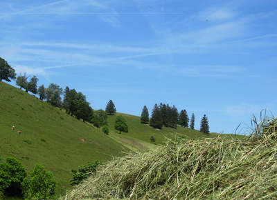Jura-Flair am Scheltenpass