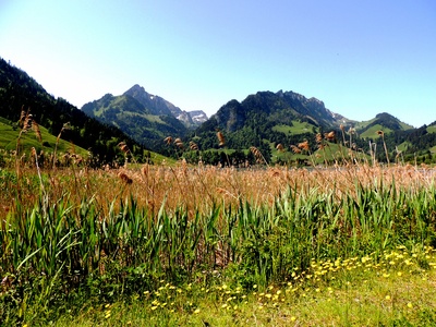 Naturparadies am Schwarzsee