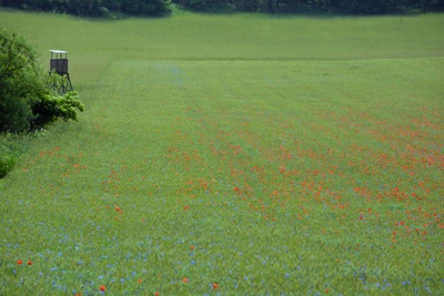 Mohn- und Kornblumen