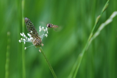 Schwebefliege