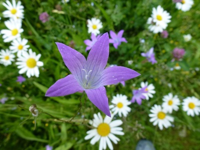 Glockenblume im Gänseblümchenbett