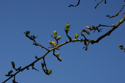 spriesende Knospen