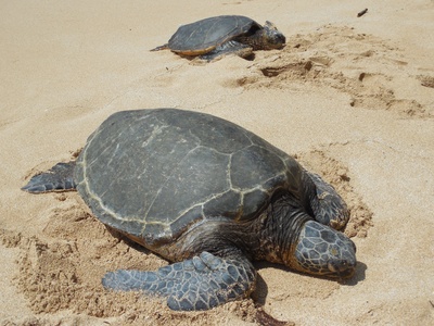 Hawaii - Schildkröten