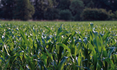 Maisfeld grün und leichte Unschärfe