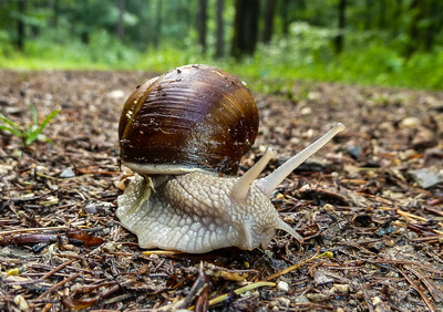 Schnecke im Wald