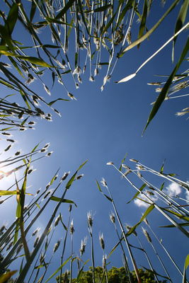 Der Sonne entgegen 02