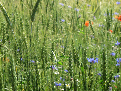 Bio-Land Salzkammergut