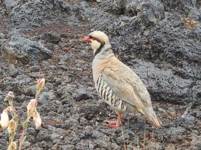 Hawaii - Steinhuhn