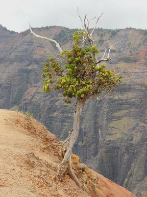 Hawaii - Baum beim Waimea Canyon