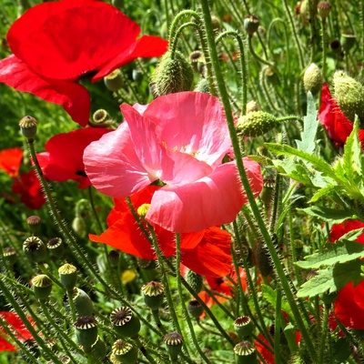 Rosa und roter Mohn