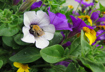 Balkonblumen mit Biene