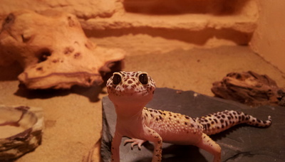 Neugieriger Leopardgecko