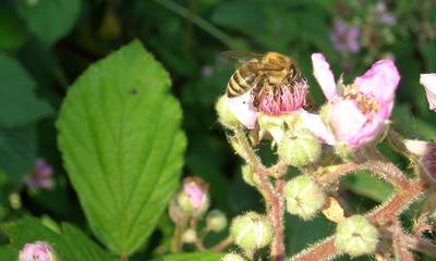 Biene auf Brombeerstrauch