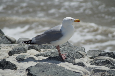 Möwe sitzt am Strand