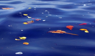 Tropische Blätter im blauen Meer