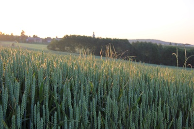 Getreidefeld im Morgenlicht