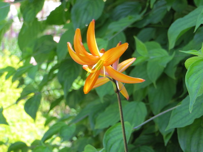 Blüte in orange