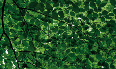 Blätterwald - viele Blätter grün