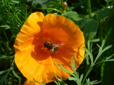 Bienen-Besuch
