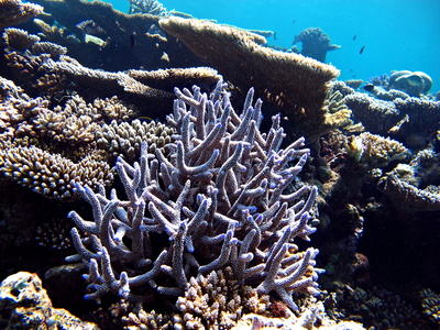 Noch gesunde Koralle