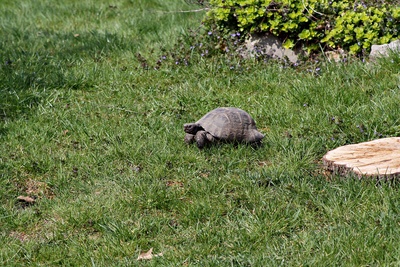 Schildkröte im Garten