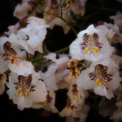 Blüte des Trompetenbaums (Catalpa bignonioides)