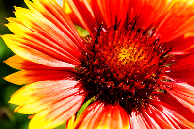 Kokardenblume ganz nah Kokardenblume ganz nah
