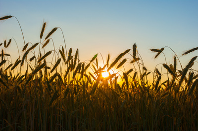 Goldene Ähren Goldene Ähren