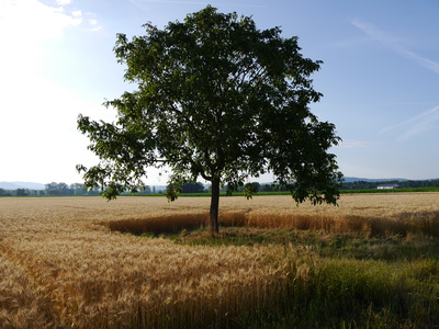 Baum im Getreidefeld
