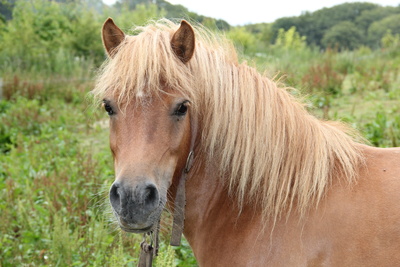 Pony (Haflinger-Shetland-Mischung)