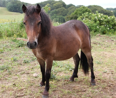 einjähriges Pony