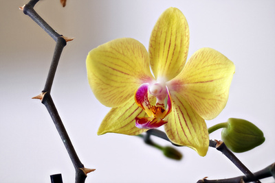Orchidee gestackt