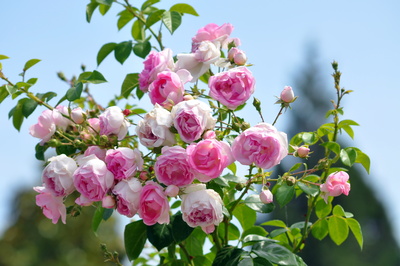 Rosen rosa/weiß