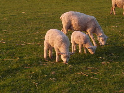 Schafe im Mai