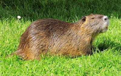 Nutria