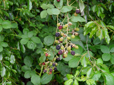 Brombeeren